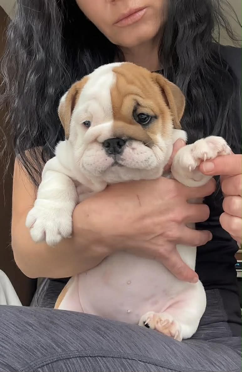 English Bulldog