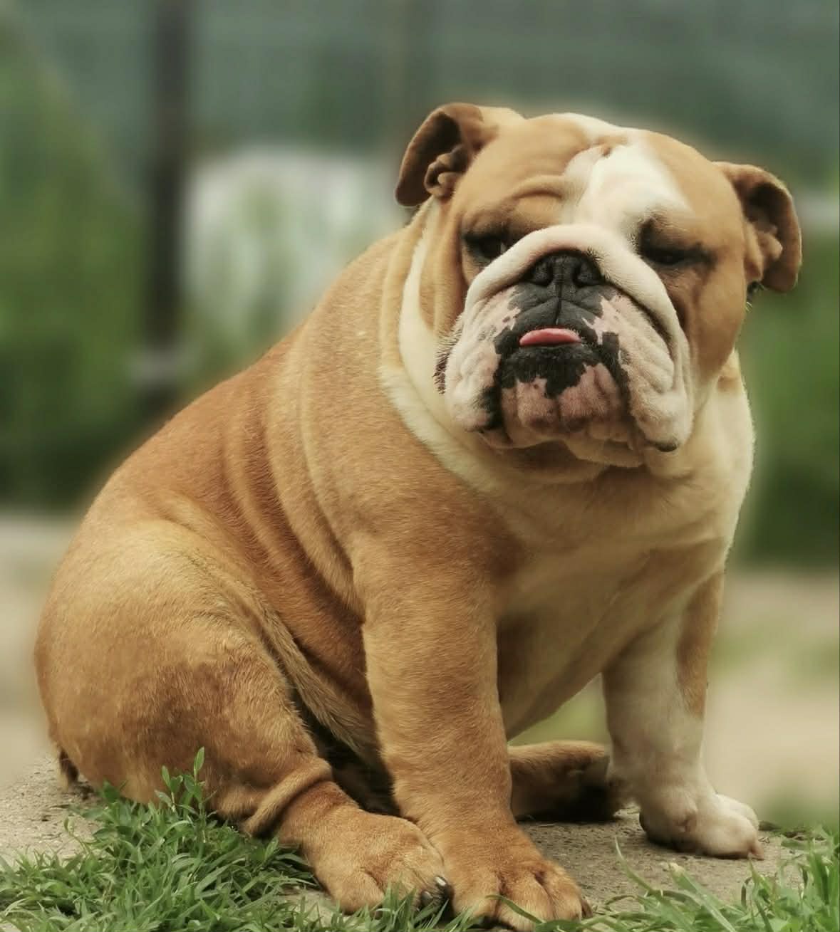 English Bulldog