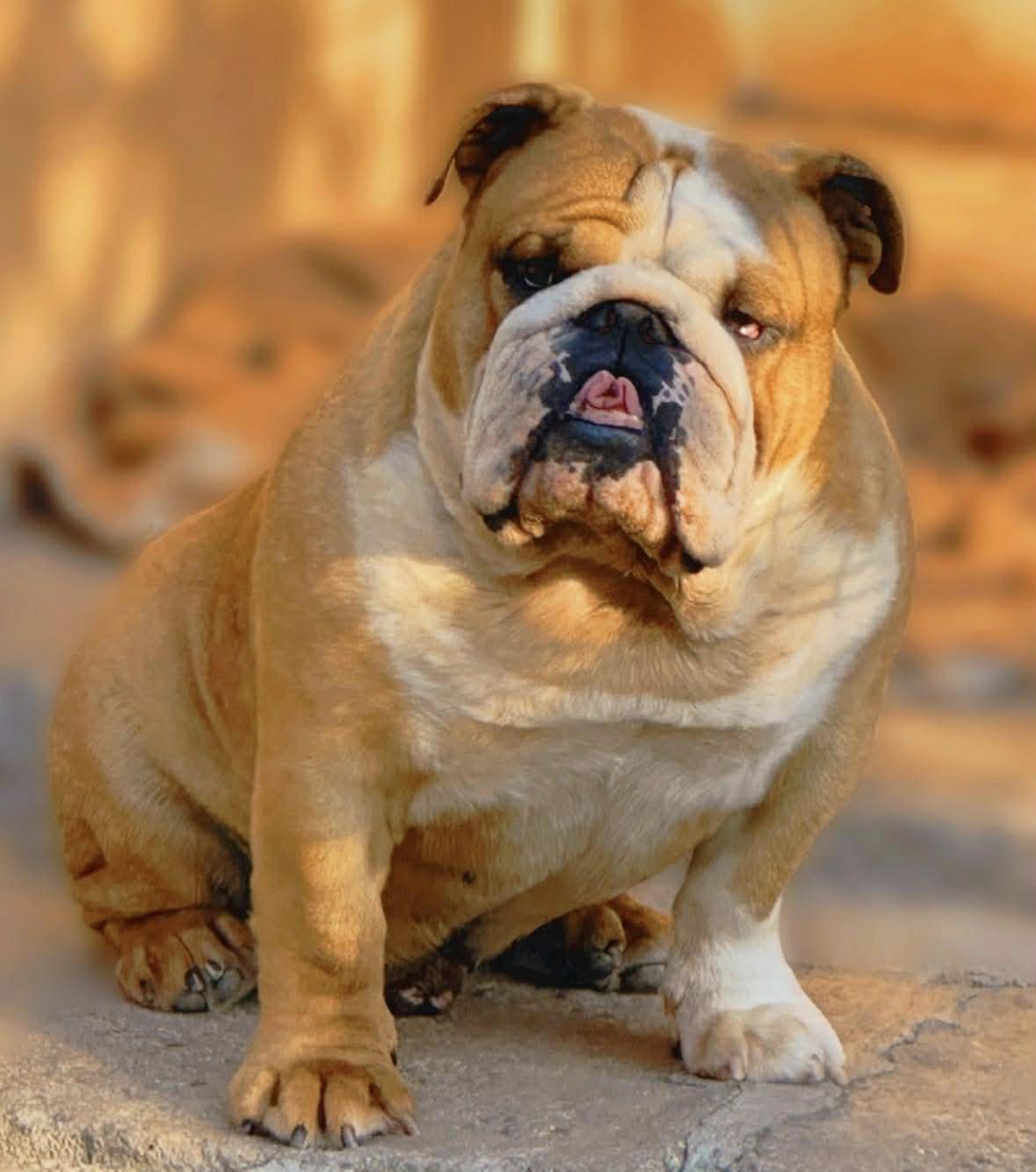 English Bulldog