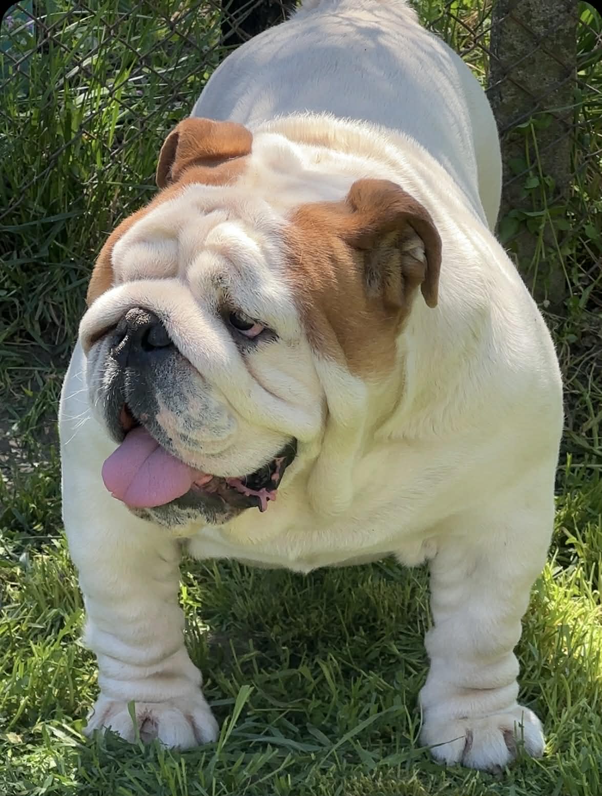English Bulldog